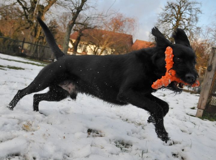 Major Dog Whirl- Small - Retrieval Toy