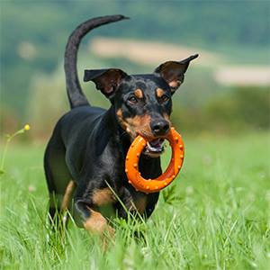 Major Dog Ring Rudi Fetch Toy